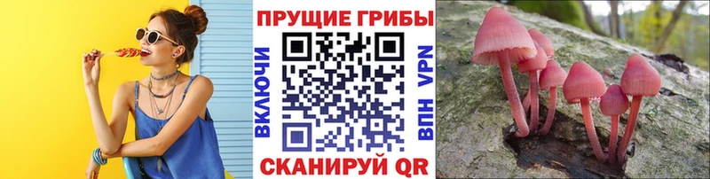 Галлюциногенные грибы Psilocybe  Карачев 